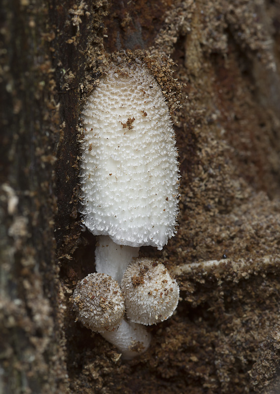 Coprinopsis spelaiophila